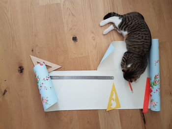 High angle view of cat on table