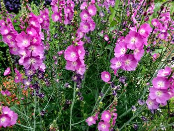 High angle view of pink flowering plant on field