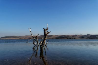 Bare tree on landscape against clear blue sky