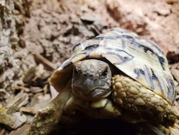 Close-up of a turtle