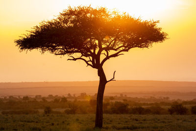 Silhouette tree on field against sky during sunset