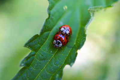 High angle view of ladybugs mating in leaf