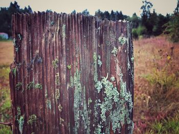 Close-up of wood against trees