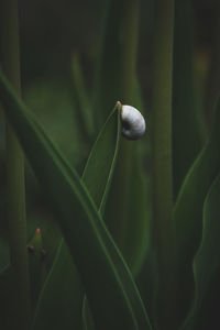 Close-up of leaf