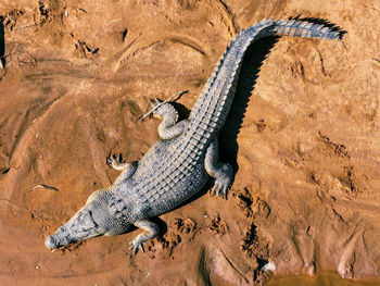 Large saltwater crocodile from bird's eye view drone, australia