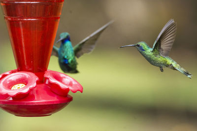 Close-up of bird flying