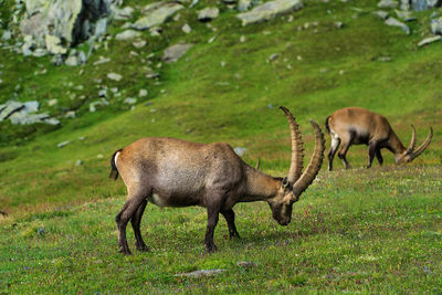 Side view of two horses on field