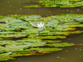 Close-up of lotus water lily in lake