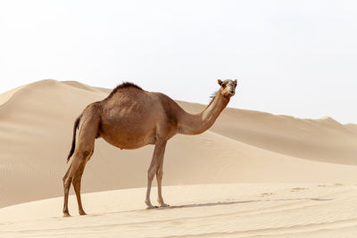 Camels standing at desert against clear sky
