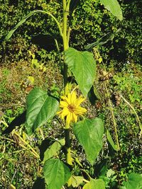 Close-up of plant