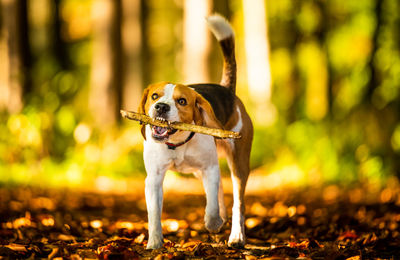 Full length of dog standing amidst forest while holding wooden stick in mouth