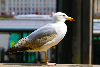 Close-up of seagull perching on railing