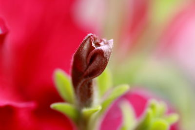 Close-up of pink flower