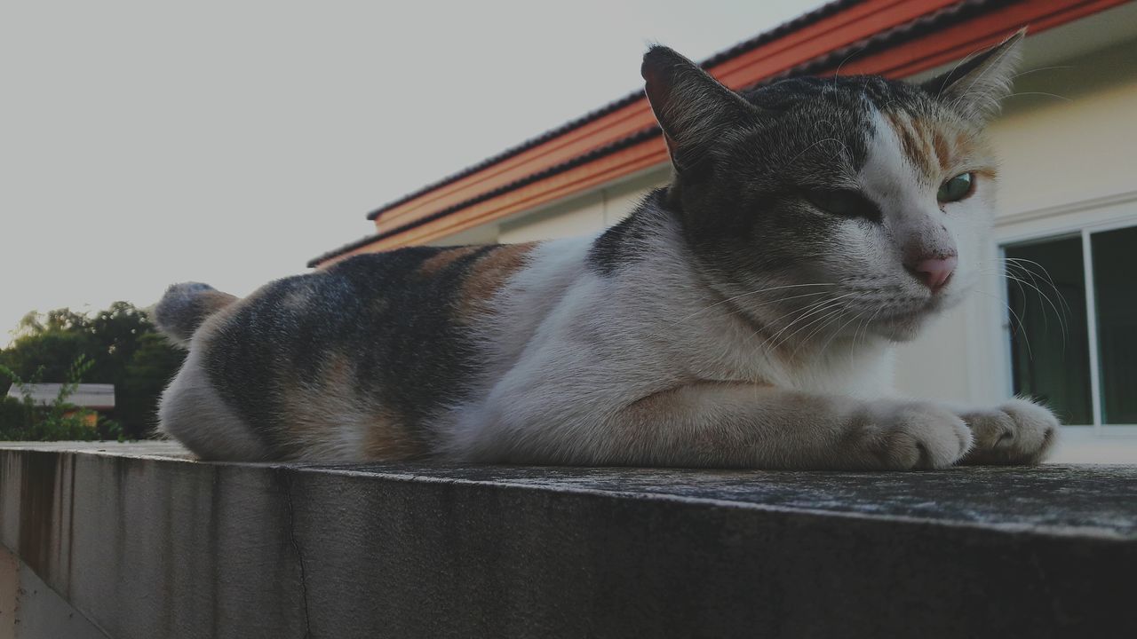 one animal, animal themes, pets, mammal, domestic animals, domestic cat, no people, sky, close-up, portrait, feline, day, outdoors