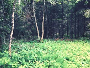 Trees growing in forest