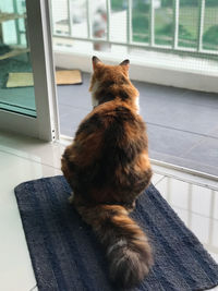 Cat sitting on window