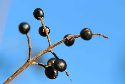 Low angle view of berries against clear blue sky