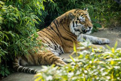 Tiger relaxing on field by plants