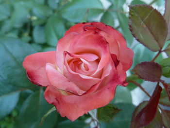 Close-up of rose blooming outdoors