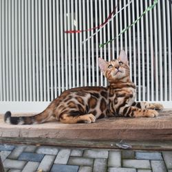 Cat lying on a fence in zoo