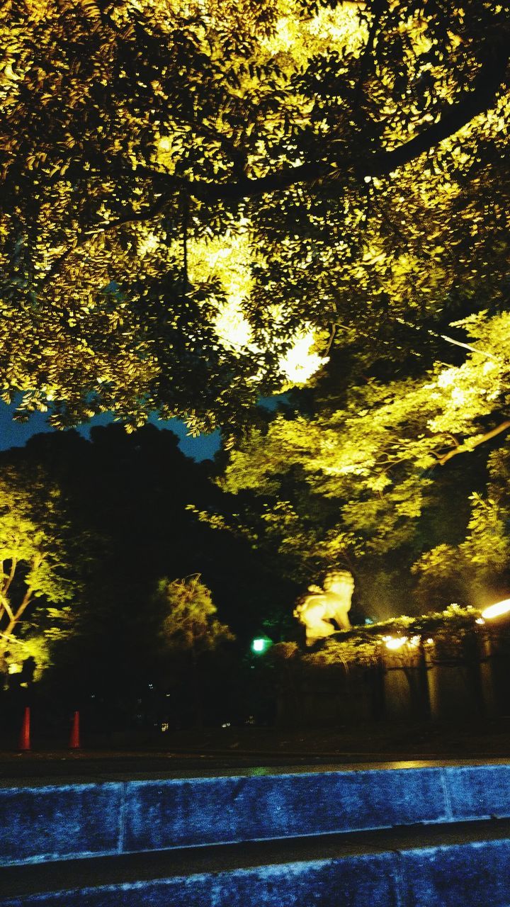 TREES AT NIGHT