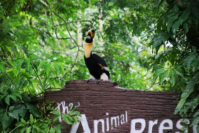 Close-up of bird perching on tree