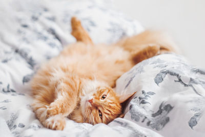 Sleepy ginger cat is lying in bed. fluffy pet on linen in bedroom lit with sunlight.  background.