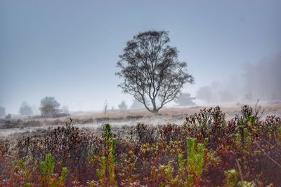 Plants growing on field against clear sky