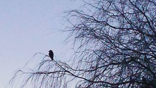 Low angle view of birds perching on branch