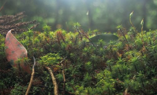 Close-up view of plants