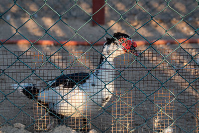 View of man standing by chainlink fence