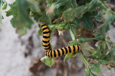 Close-up of insect on leaf