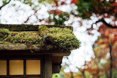 Low angle view of moss growing on roof