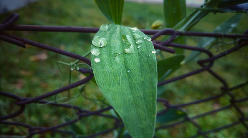 Close-up of wet leaf