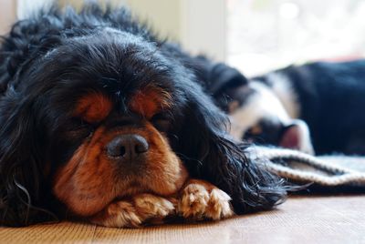 Close-up portrait of dog relaxing on floor