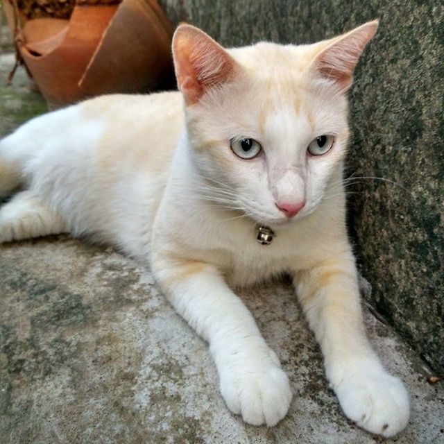 domestic cat, pets, domestic animals, animal themes, one animal, cat, mammal, feline, whisker, looking at camera, portrait, relaxation, high angle view, indoors, lying down, close-up, kitten, sitting, young animal, resting