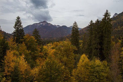 Scenic view of mountains and trees