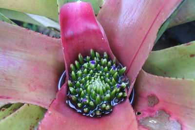 High angle view of succulent plant