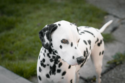 Close-up of dog on grass