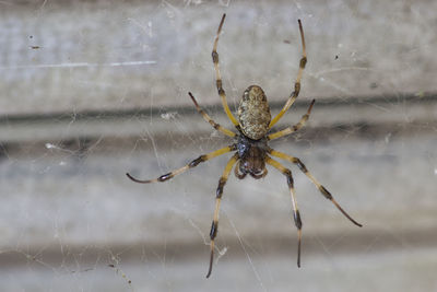 Close-up of spider on web