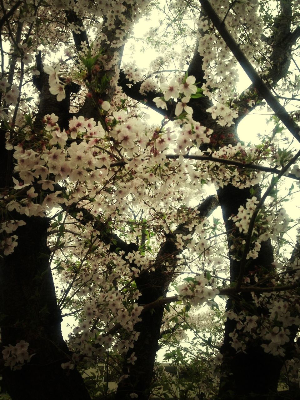 tree, branch, low angle view, growth, flower, nature, beauty in nature, cherry blossom, blossom, freshness, tree trunk, day, sky, cherry tree, fragility, outdoors, no people, in bloom, springtime, sunlight