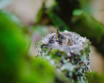 Close-up of insect on flower