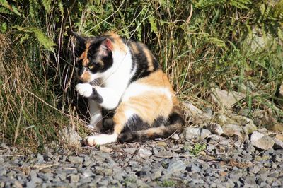 Cat relaxing on field