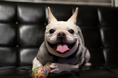 Portrait of french bulldog on sofa