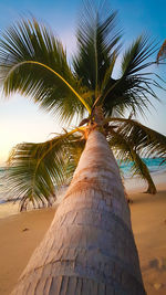Low angle view of palm tree