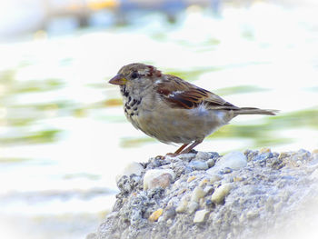 Close-up of bird perching on rock