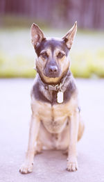 Portrait of dog sitting outdoors