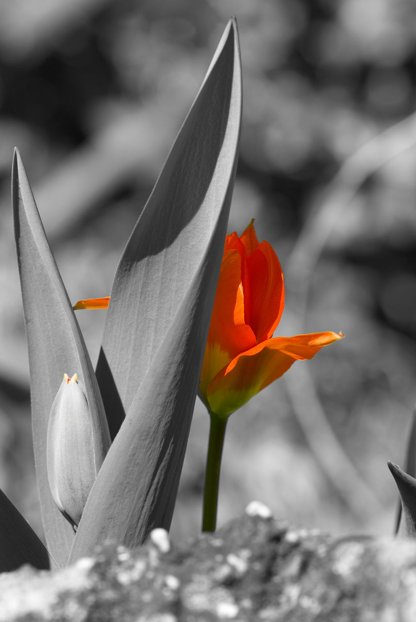 CLOSE-UP OF TULIP