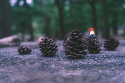 Close-up of pine cone on table