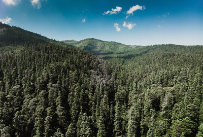 Panoramic view of pine trees against sky